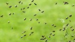 Sinhagad fort bee attack, pune bee attack, attack by bee swarm near Sinhagad fort, Pune news, Maharashtra government, Indian Express, current affairs