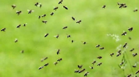 Sinhagad fort bee attack, pune bee attack, attack by bee swarm near Sinhagad fort, Pune news, Maharashtra government, Indian Express, current affairs