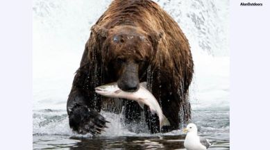 brown bear hunting fish