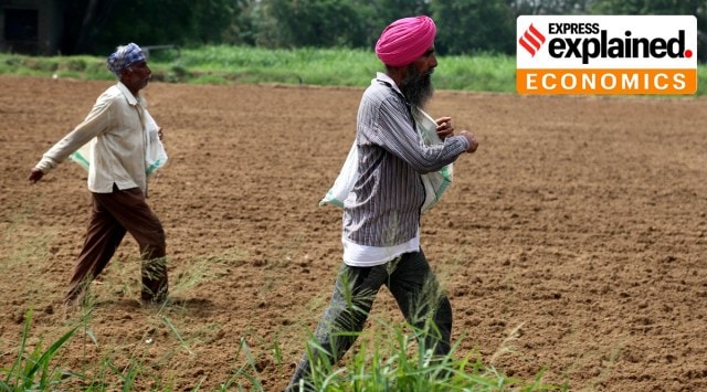 A farmer and a worker throws fertiliser before the start of sowing season in Ludhiana, Punjab, in 2021. (Express Photo by Gurmeet Singh)