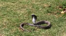 South African pilot lauded for safe emergency landing after deadly cobra rears its head in cockpit