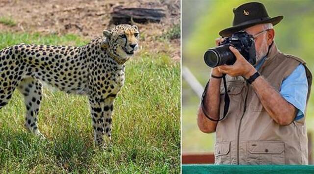 Kuno cheetah death, South African vet expert, Kuno case of ‘botulism’, PM Modi, Kuno national park, indian express, indian express news