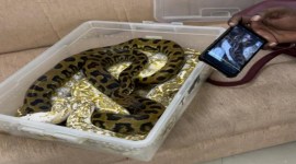customs official chennai, woman found travelling with snakes