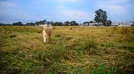 Wheat crop damage in Punjab and Haryana, Intermittent rainfall in Punjab and Haryana, Surplus rain in Punjab and Haryana