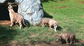 National Zoological Park tiger cubs, Bhupender Yadav, Delhi Zoo, Delhi zoo animals, Delhi news, New Delhi, Indian Express, current affairs