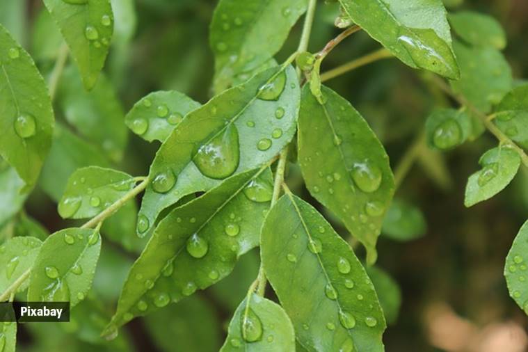 Curry leaves are a rich source of antioxidants and have anti-inflammatory and anti-microbial properties.