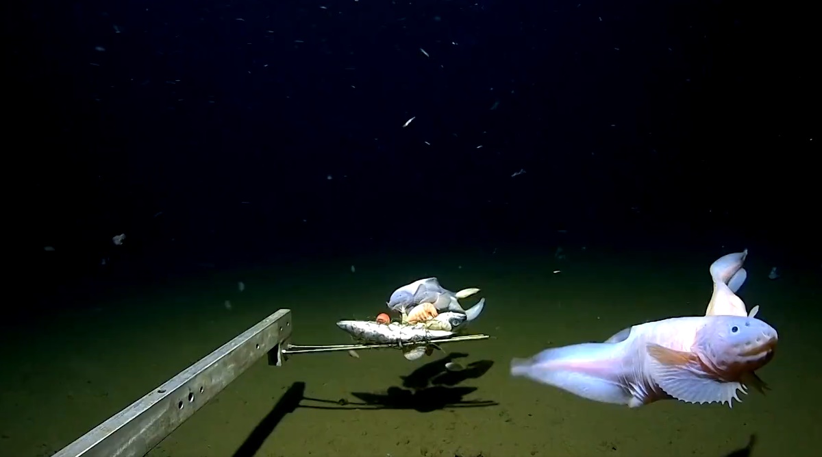 Ikan terdalam yang pernah ditangkap dan difilmkan oleh para ilmuwan di Jepang
