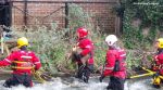 deer rescue Salisbury