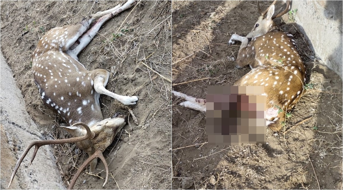 deer, surat, indian express