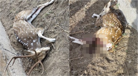 deer, surat, indian express