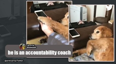 dog social media addiction