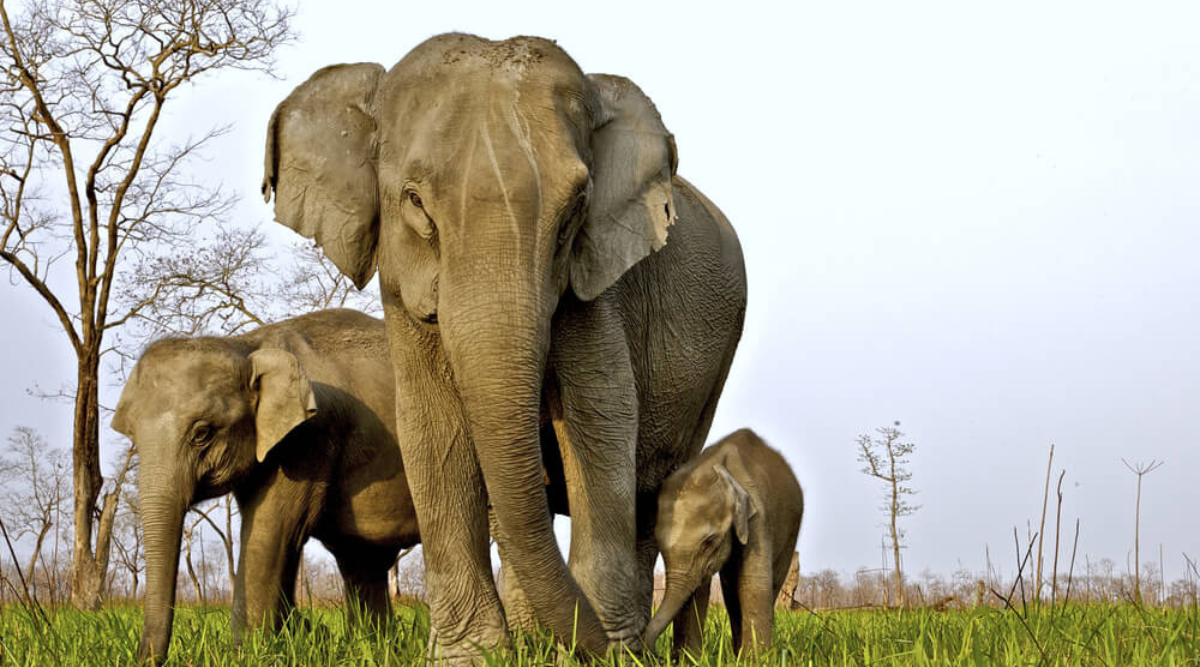 Gaj Utsav 2023: An Elephantine Extravaganza To Be Held At Kaziranga