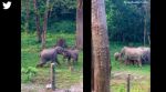 elephants play fighting