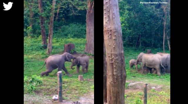 elephants play fighting