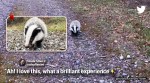 European badger