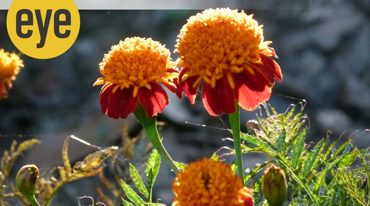 A new study says plants can both hear and produce sounds. The future