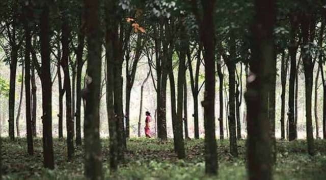kodagu forests