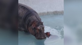 hippo punjab zoo