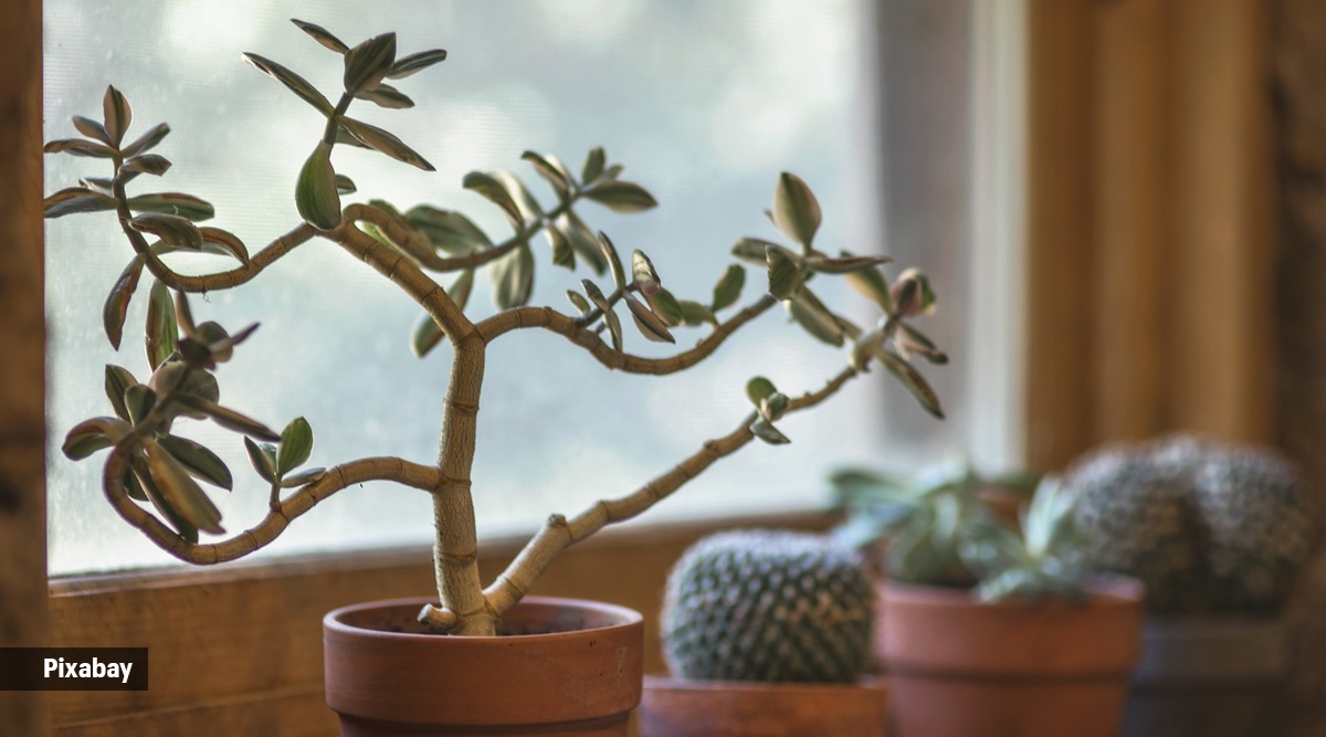 Our Resident Plant Mama Reveals the Top 5 Houseplants That Will