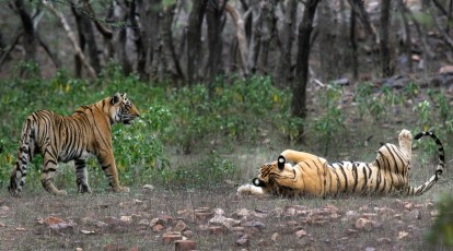 Indian tigers more stressed than their Russian cousins, shows study