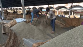 jeera prices, cumin seeds, agricultural produce market committee, APMC in Unjha market, Gujarat Rajasthan, Indian express