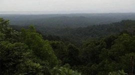 Karnataka forest