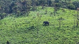 Kerala Elephant