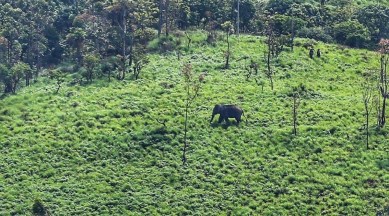 Kerala Elephant