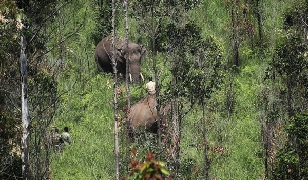 kerala_elephant_1
