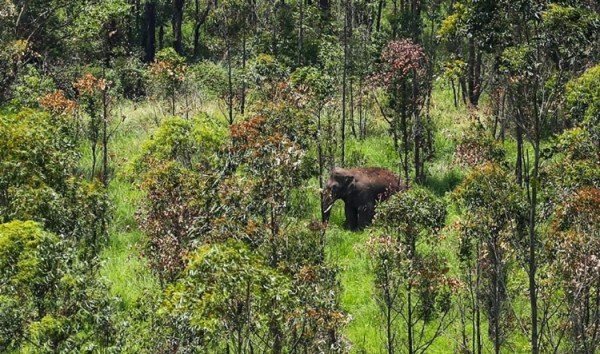 kerala_elephant_2