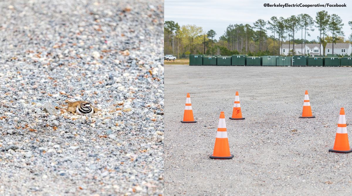 Netizens applaud US firm’s sweet gesture to protect bird’s nest in its