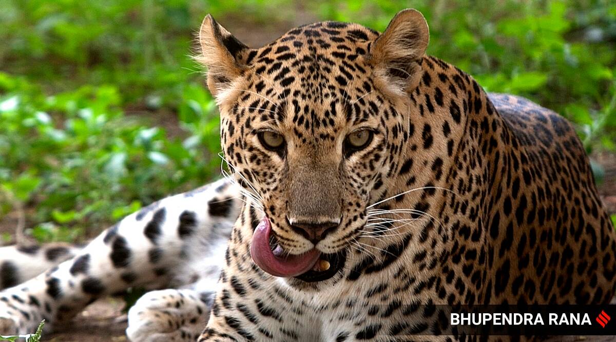 Leopard on Karnataka highway: Forest department dismisses rumours ...