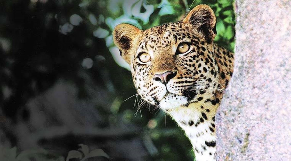 Leopard caught from Gujarat’s Jhagadhia industrial estate