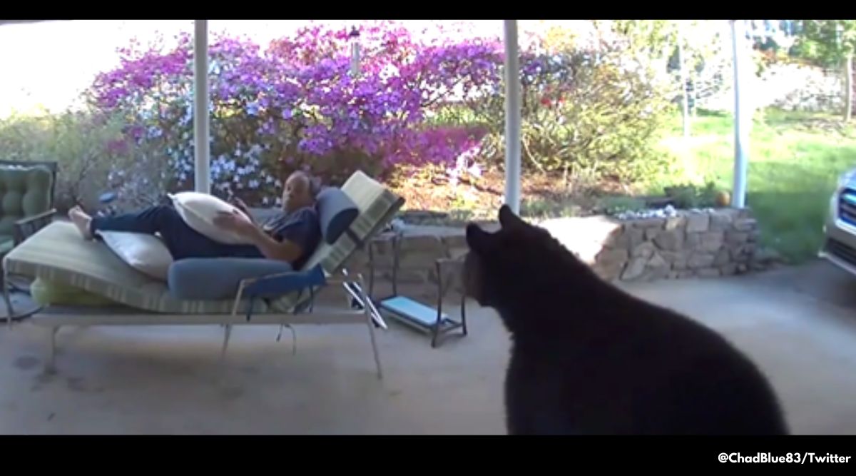 Man and black bear have a stare off