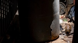 A rat rummaging through trash in Brooklyn