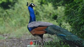 peacock