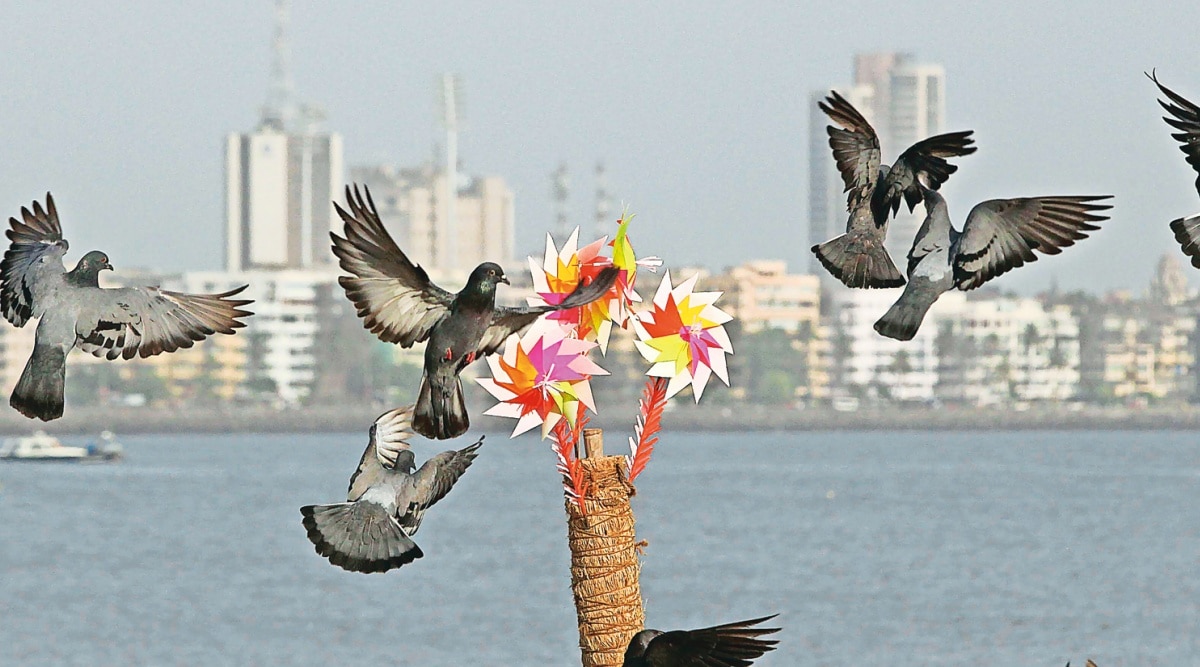 Birds falling prey to rising temperature, hospital sees twofold rise