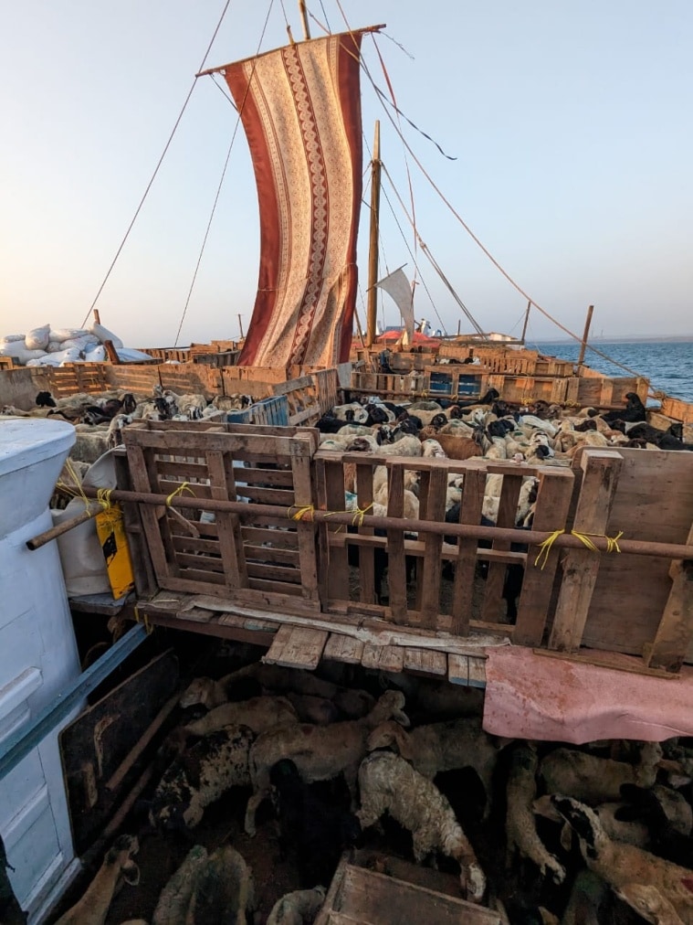 goats and sheeps illegal transportation to Dubai