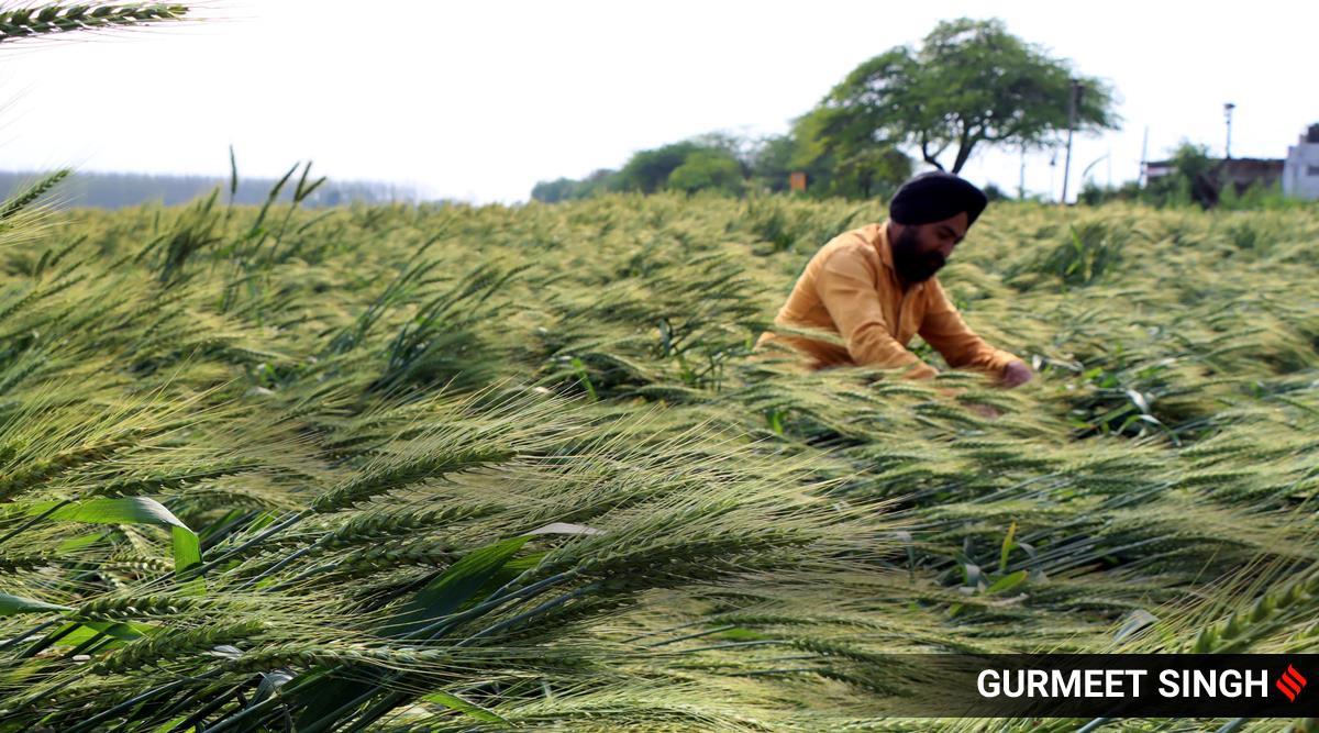 Centre relaxes procurement norms for wheat with value cuts, farmer ...