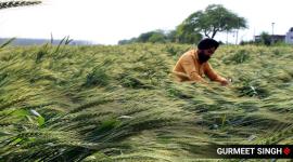 punjab chandigarh farmers crop losses