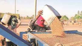 punjab wheat storage, indian express