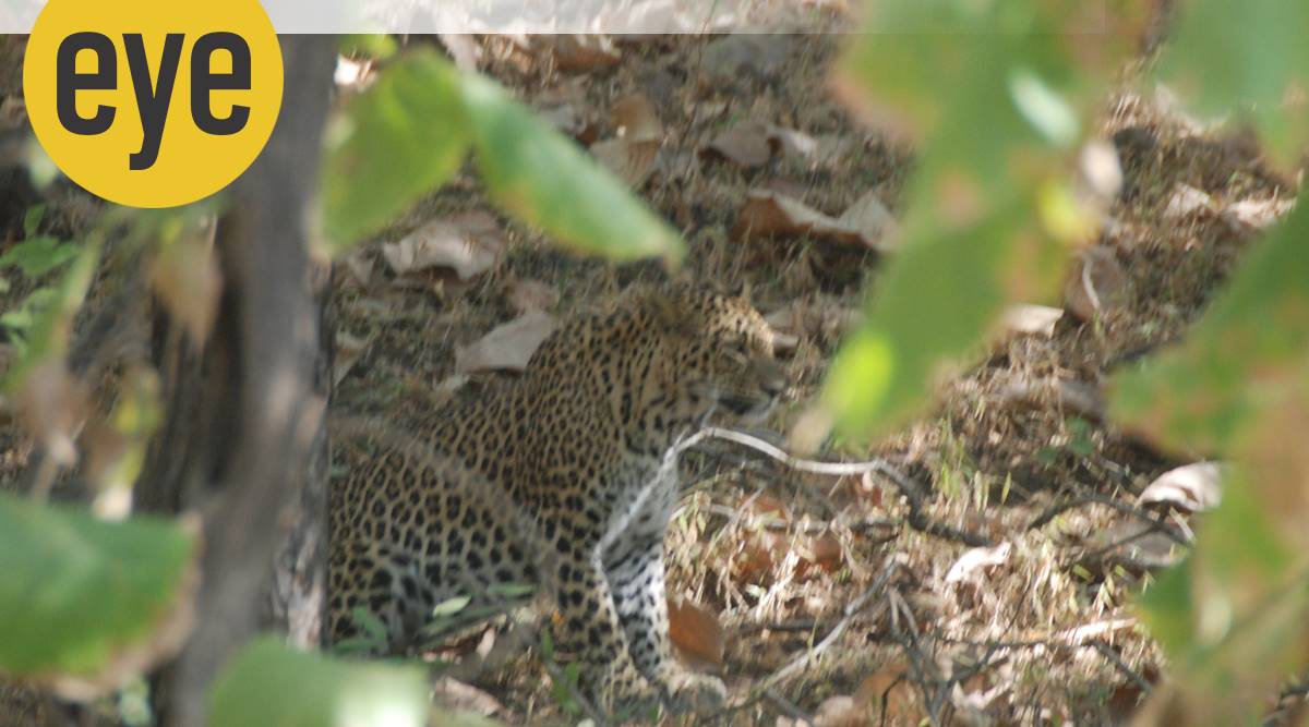 A leopard in the wild