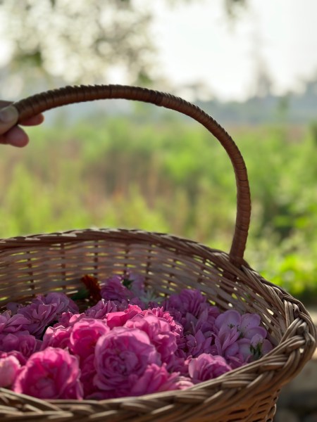 Pranav's perfume tourism initiative was launched with the Rose Festival this year