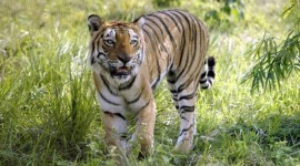 Royal Bengal Tiger death at Nehru Zoological Park, Joe the Bengal Tiger succumbs to renal failure, Dyspepsia and loss of appetite in Nehru Zoological Park's tigers, Bengal tiger Kadamba's death due to cardiac arrest, Cheetah deaths at Hyderabad's Nehru Zoological Park, Renal failure in Royal Bengal Tigers, Nehru Zoological Park's current tiger population