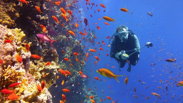 Go scuba diving in Andaman or the Great Barrier Reef