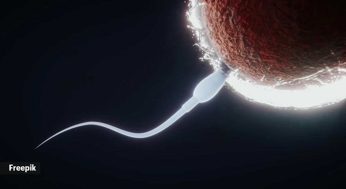 sperm donation