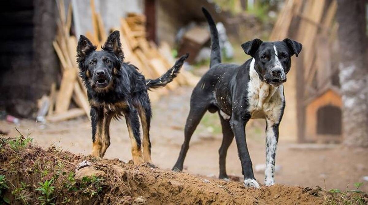 Five-year-old girl mauled to death by dogs in Chhattisgarh | India News ...