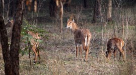 Blue bulls sukhna wildlife sanctuary chandigarh