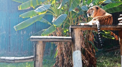 Tiger census, Periyar Tiger Reserve, Narendra Modi, The Elephant Whisperers oscars, Indian Express, India news, current affairs