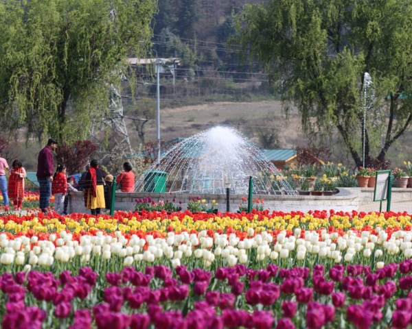  The Indira Gandhi Tulip Garden is Asia's biggest tulip garden 
